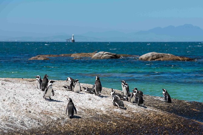Table Mountain, Cape of good hope Full Day Shared Group Tour - Cape Point and the Cape of Good Hope: wild scenery at the peninsula’s edge
