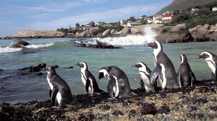 Table Mountain, Cape of Good Hope & Penguins Shared Tour - Boulders Beach and the African penguins