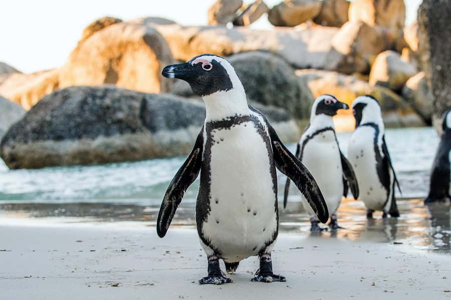 Table Mountain, Cape of Good Hope & Penguins Shared Tour - Bo Kaap adds color and Cape Malay culture
