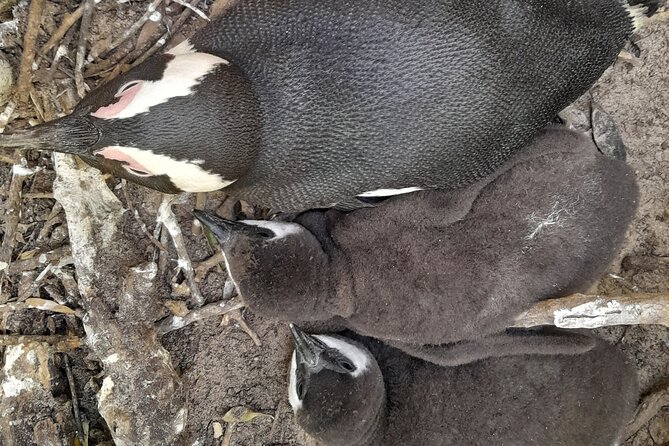 Table Mountain, cape peninsula& Penguins Colony Small Group Tour - Hout Bay adds a working-coast feel