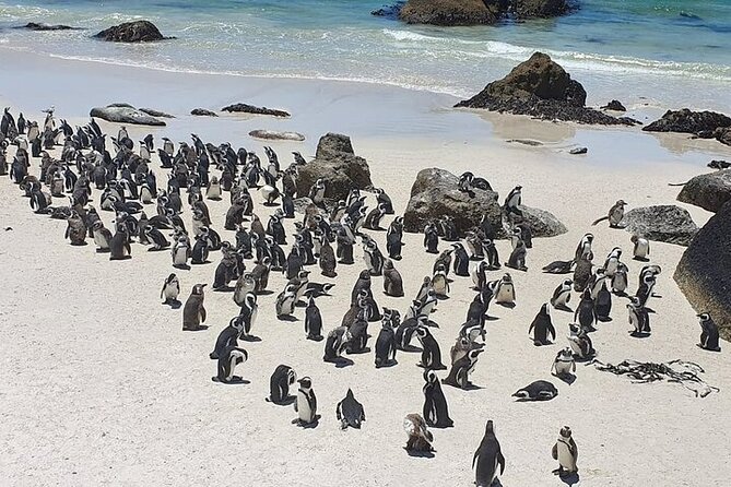 Table Mountain, Cape Point & Penguin Beach ENTRANCE INCLUDED - Boulders Beach and the African penguin colony