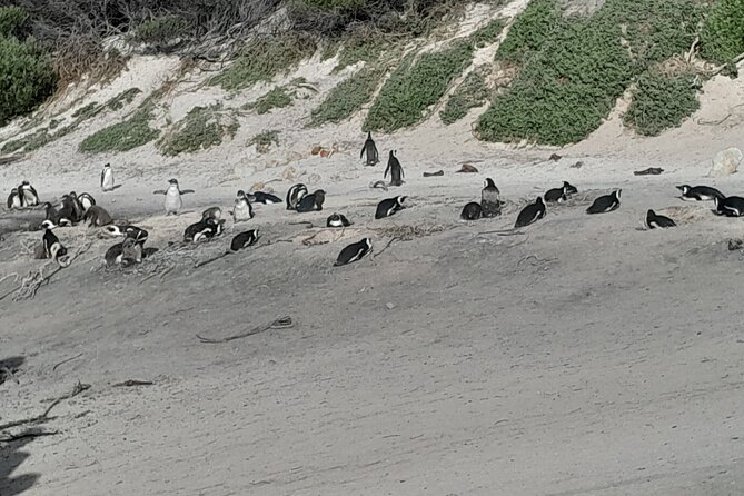 Table Mountain Cape Point Penguin Groot Constantia Private Tour - Chapman’s Peak Drive and the road itself