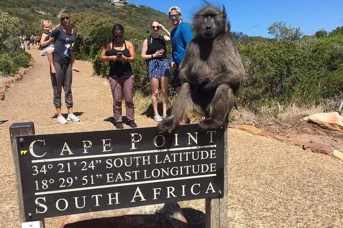 Table Mountain, Cape Point & Penguins Private ,From Cape Town - Along Camps Bay and Chapman’s Peak Drive