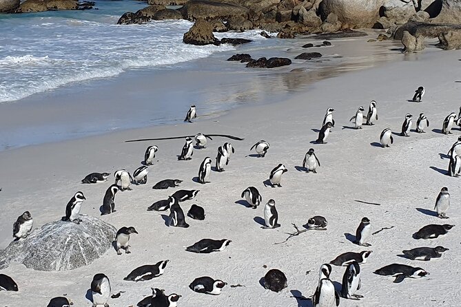 Table Mountain,Cape Point & Penguins Shared Tour, From Cape Town - The ostrich farm is a brief roadside pause