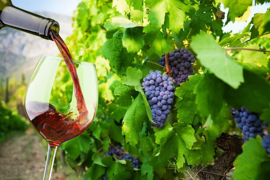 Table Mountain & Constantia Wine Estate Private Combo Tour - Beau Constantia, lunch above the vineyards