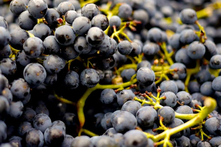 Table Mountain & Constantia Wine Estate Private Combo Tour - Steenberg’s flagship tasting closes the wine route