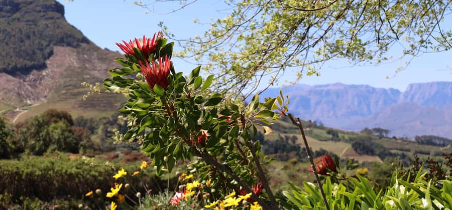 Table Mountain & Constantia Wine Estate Private Combo Tour - Maidens Cove and the coastal drive