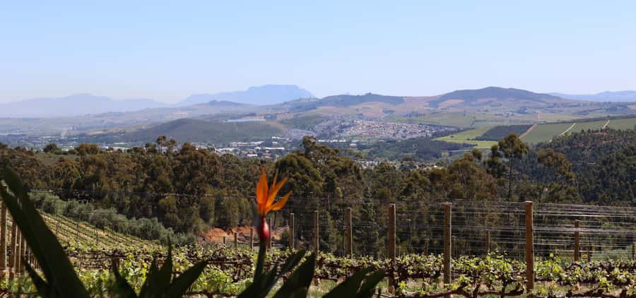 Table Mountain & Constantia Wine Estate Private Combo Tour - What the guides add to the day
