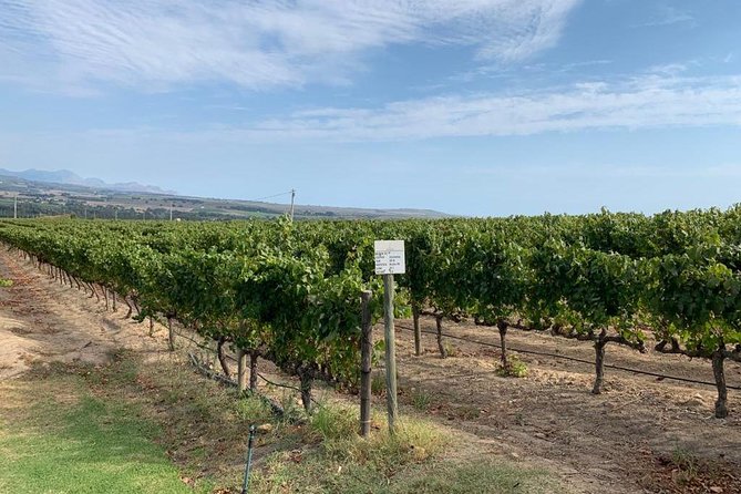 Table Mountain & Constantia Wine Tasting Full Day Tour. - Groot Constantia, the historic centerpiece