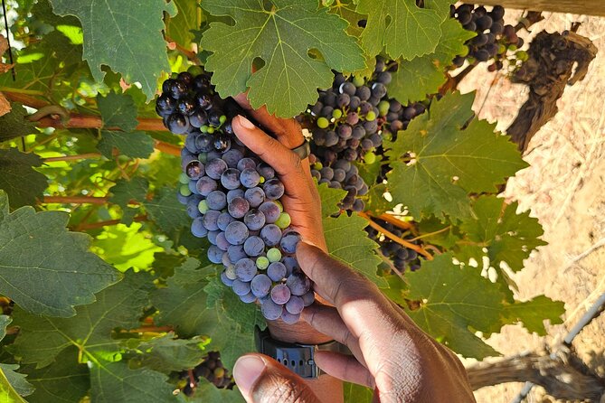 Table Mountain, Historic City and Winelands Private Day Tour - Why this private day works well in Cape Town