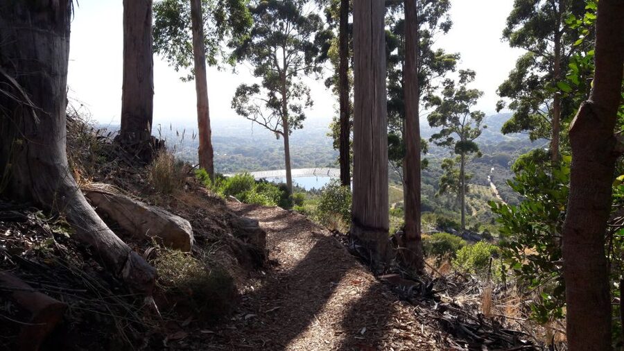 Table Mountain: Mountain Biking to Constantia Wine Estate - Newlands Forest and the value of a mixed route