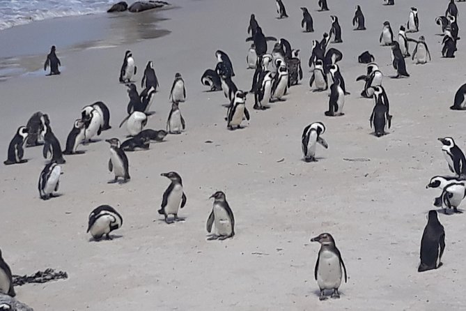 Table Mountain, penguin and Cape of good hope Fees included - Cape Point Nature Reserve takes two hours