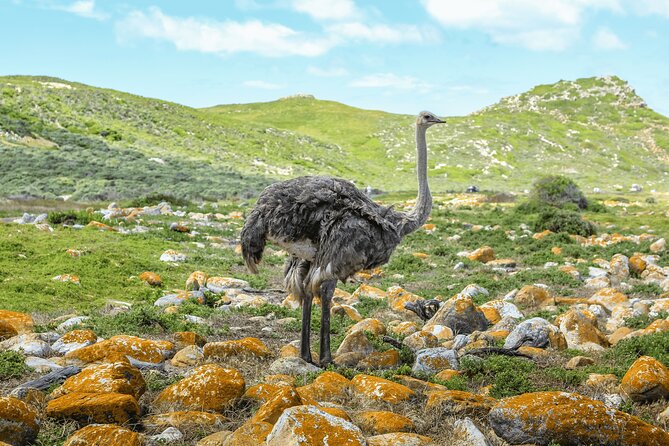Table Mountain, Penguin,Cape Point Private Day Tour in Cape Town - Starting in central Cape Town and colorful Bo-Kaap