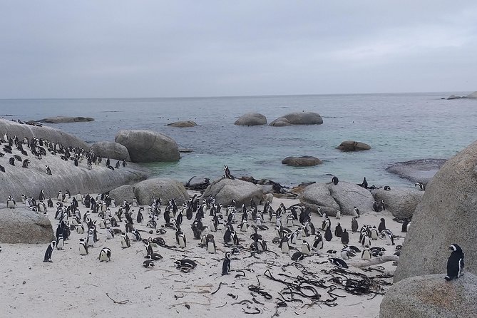 Table Mountain, Penguins, Cape of good hope and Stellenbosch tour - Camps Bay and Hout Bay bring the coast into focus