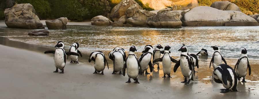 Table Mountain, Penguins & Cape of good hope full day Tour - The five details that shape the day