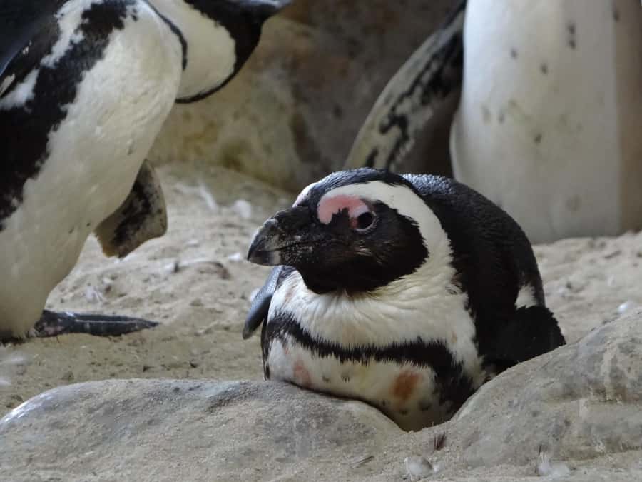 Table Mountain, Penguins & Cape of Good Hope Private Tour - Muizenberg closes the coastal loop