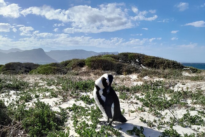 Table Mountain, Penguins & Cape of Good Hope Private Tour - Bo-Kaap and Camps Bay add city character
