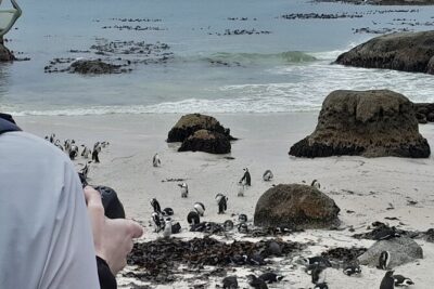 Table Mountain, Penguins & Cape of Good Hope Private Tour