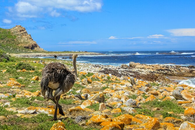 Table Mountain, Penguins & Cape of Good Hope Small Group Top Tour from Cape Town - Camps Bay and Maiden’s Cove photo stops