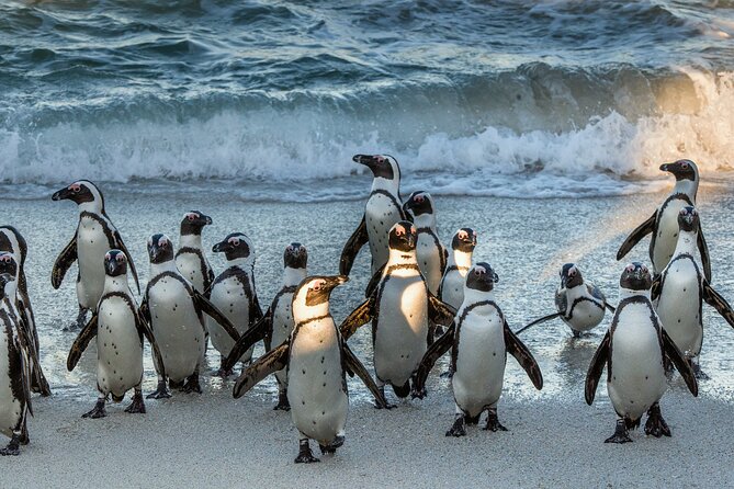 Table Mountain, Penguins & Cape of Good Hope Small Group Top Tour from Cape Town - Boulders Beach and the African penguins