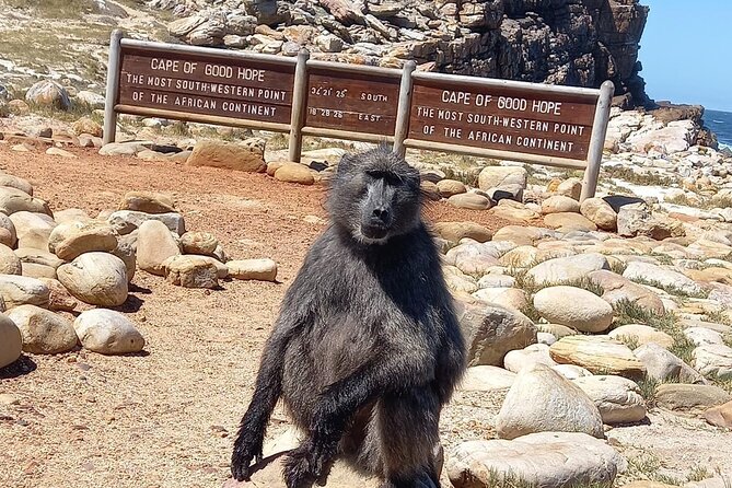 Table Mountain, Penguins & Cape of Good Hope Small Group Tour - Chapman’s Peak Drive from Hout Bay to Noordhoek