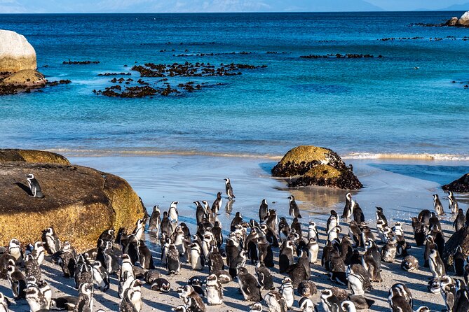 Table Mountain, Penguins & Cape Point Small Group Tour Cape Town - Maidens Cove and the Atlantic Seaboard