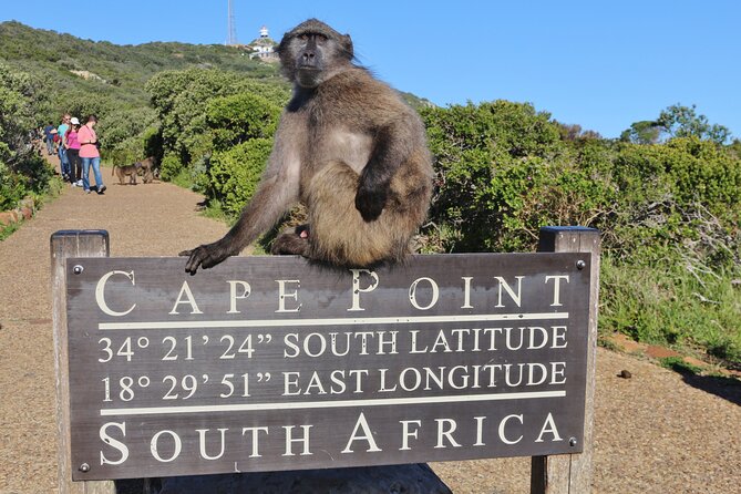 Table Mountain, Penguins & Cape Point Small Group Tour Cape Town - Starting in Cape Town: pickup and city orientation
