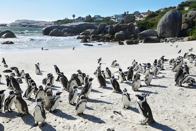 Table Mountain, Penguins Colony and Cape of Good Hope Small Group Shared Tour - Table Mountain: the day’s biggest weather gamble