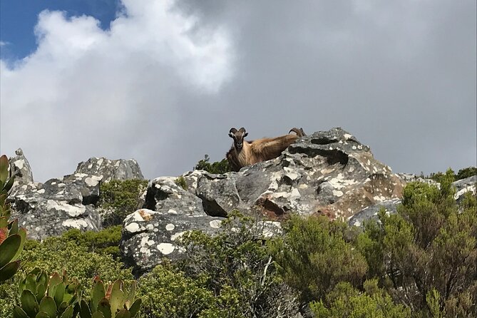 Table Mountain's India Venster Hike + Hotel Pick-Up - The first climb and Cape Town views