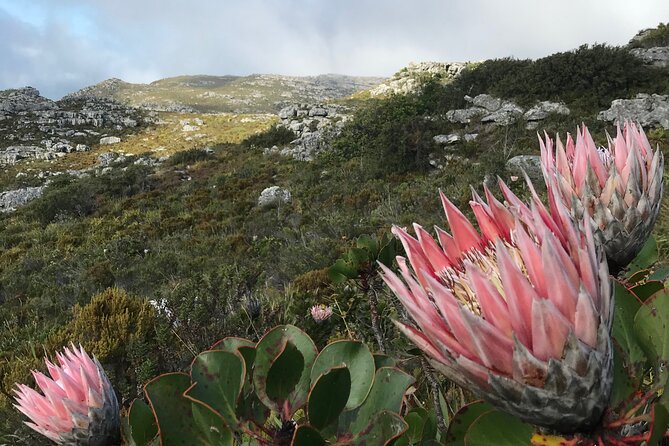 Table Mountain's India Venster Hike + Hotel Pick-Up - Small-group pacing and practical comfort