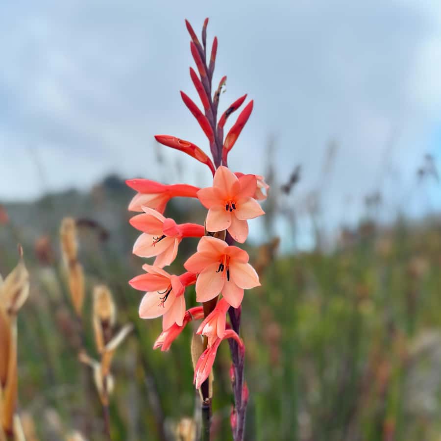 Table Mountain: Skeleton Gorge Hike - Climbing through Skeleton Gorge