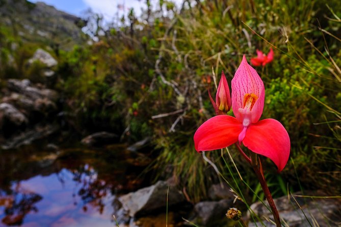 Table Mountain Summit Hike via Kasteelspoort - Continuing to the summit plateau
