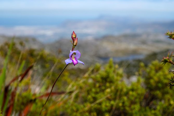 Table Mountain Summit Hike via Kasteelspoort - How much value do you get for $76.48?