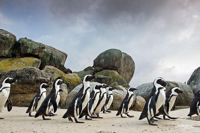 Table Mountain-Wines-Penguins-Cape Point All Inclusive Group Tour - What the $300 price really buys you
