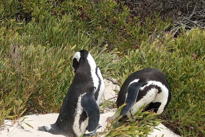 Table Mountain-Wines-Penguins-Cape Point All Inclusive Group Tour - Hout Bay: decide carefully about Seal Island