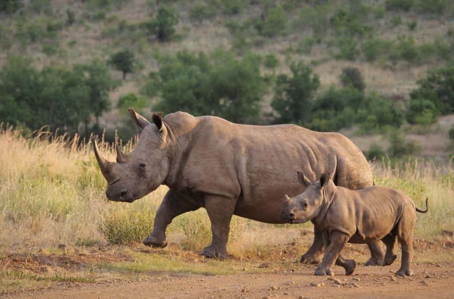 Tala Game Reserve & Natal Lion Park 1/2 Day Tour from Durban - Practical tips for a better day