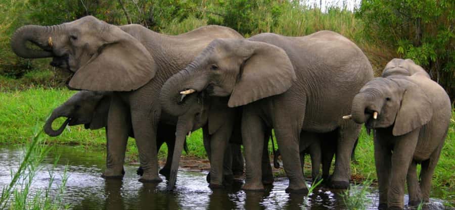 Tala Game Reserve & Natal Lion Park 1/2 Day Tour from Durban - Tala Game Reserve and its 3,000-hectare setting