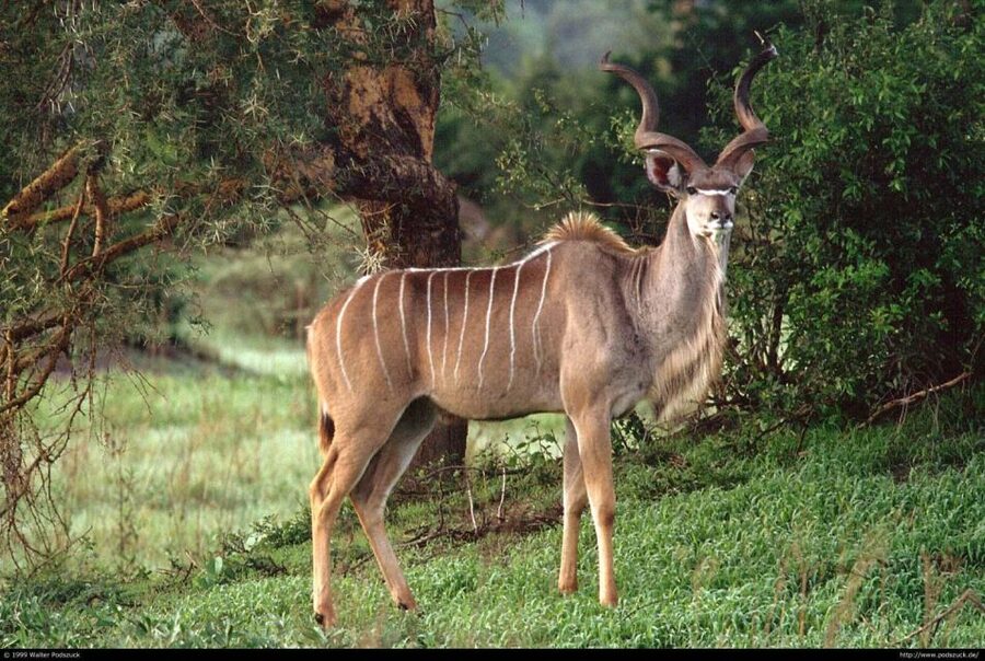 Tala Game Reserve & Natal Lion Park 1/2 Day Tour from Durban - Natal Lion Park and the close animal encounters