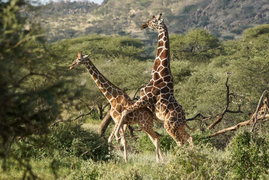 Tala Game Reserve & Natal Lion Park 1/2 Day Tour from Durban - Guide quality can shape the whole morning