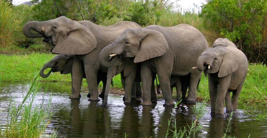 Tala Game Reserve & Natal Lion Park 1/2 Day Tour from Durban - Who will enjoy this half-day safari?