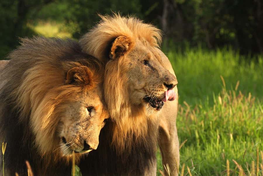Tala Game Reserve & Natal Lion Park 1/2 Day Tour from Durban - Leaving Durban at 7:30am