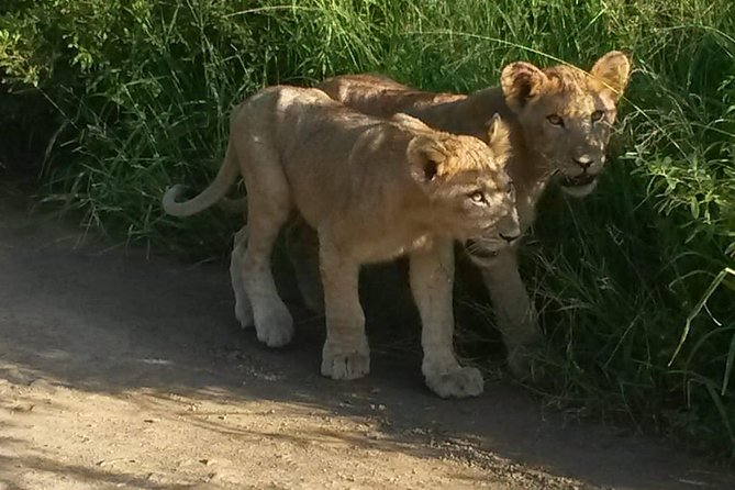 Tala Game reserve. Natal Lion Park and Valley of 1000 hills - Key things to know before booking