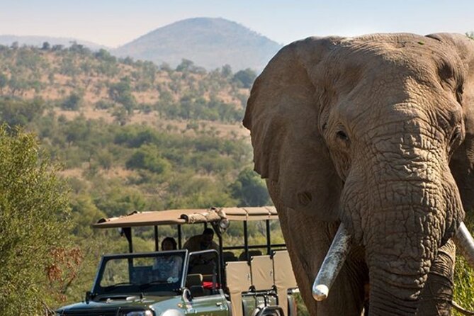 Tala Game Reserve, Phezulu Safari & Natal Lion Park Full Day Tour From Durban - Tala Private Game Reserve: the strongest part of the day