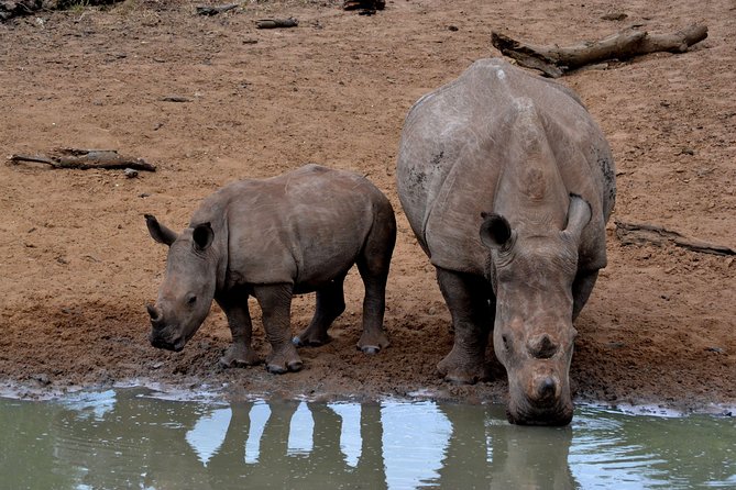 Tala Mini Day Safari - Durban - Five things to know before you book