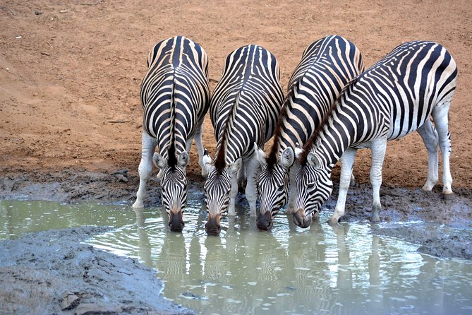 Tala Mini Day Safari - Durban - Why Tala works when Durban time is limited