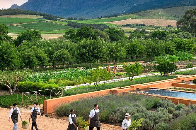 Tastes of Stellenbosch Wine Full Day Tour with Private Transfer - Lunch in Stellenbosch or at a wine estate