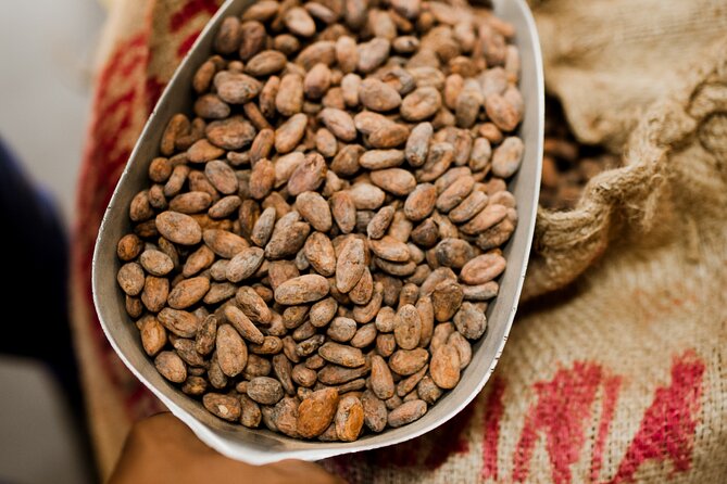 The Art of Chocolate Making Bean-To-Bar Experience in Cape Town - What You Taste During the Visit
