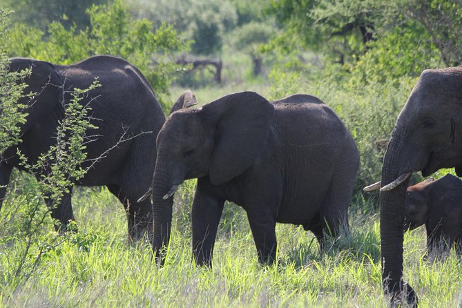 The Best of Zululand's Big 5 reserves - For the Discerning guest - What this high-end Zululand safari is really offering