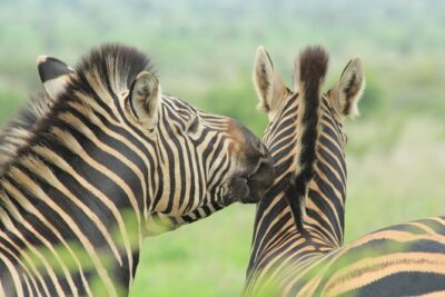 The Best of Zululand’s Big 5 reserves – For the Discerning guest