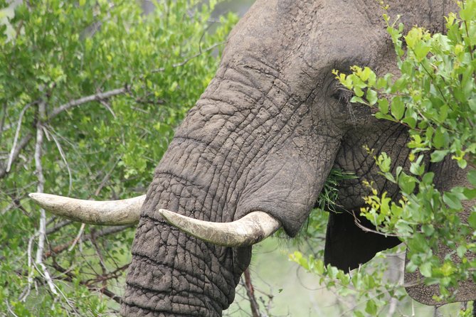The Best of Zululand's Big 5 reserves - For the Discerning guest - Food, hosting, and the value of an owner-led trip